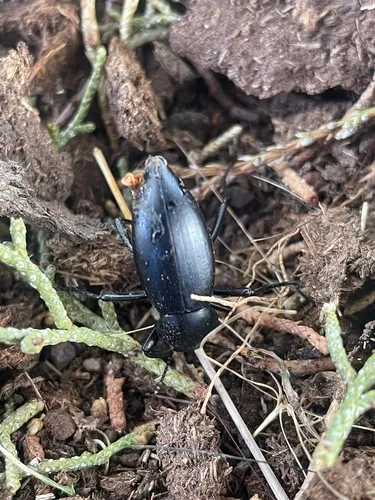 Dentate Stink Beetle