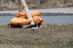 Eurasian Oystercatcher thumbnail 1