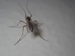 Microtendipes pedellus thumbnail 4