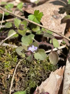 Pink Ivy-leaved Speedwell thumbnail 4