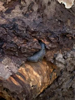 Budapest Slug thumbnail 1