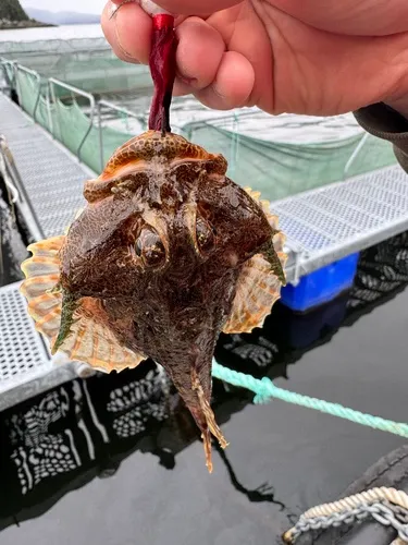 antlered sculpin