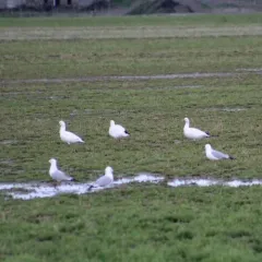 Ross's Goose thumbnail 4