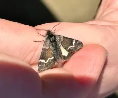 Scarce Infant Moth thumbnail 3