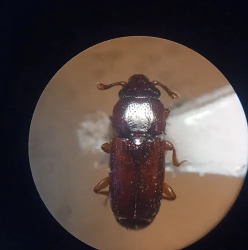 Pycnotomina cavicolle