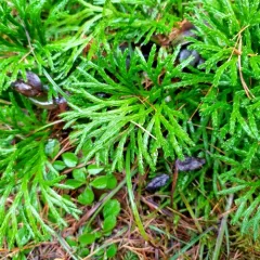 northern ground-cedar thumbnail 3