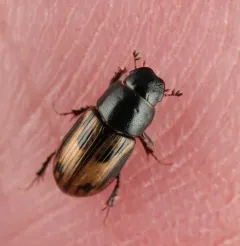 Chilothorax distinctus thumbnail 4