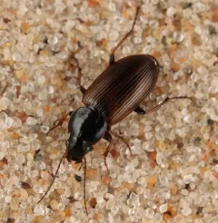 Sooty Harp Ground Beetle thumbnail 3
