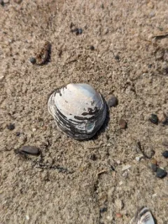 Round Hickorynut thumbnail 1