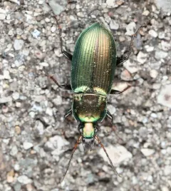 Poecilus chalcites thumbnail 4