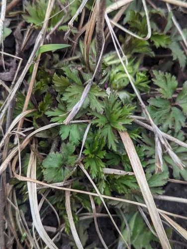 Puccinia anemones-virginianae
