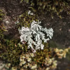 Rock Foam thumbnail 2