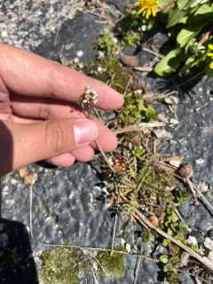 Virginia cress thumbnail 1