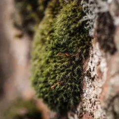 Grey-cushioned Grimmia thumbnail 2
