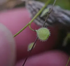 common sandweed thumbnail 3