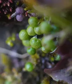 Thin Starwort thumbnail 1