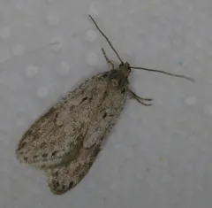 Pale Semioscopis thumbnail 2