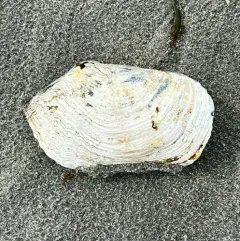 Great Piddock thumbnail 2