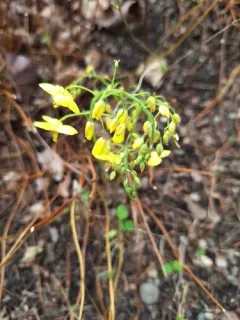 Caucasian Barrenwort thumbnail 2