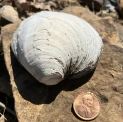 Ebonyshell thumbnail 3