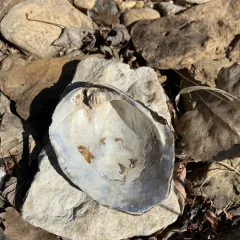 Three-ridge Mussel thumbnail 3