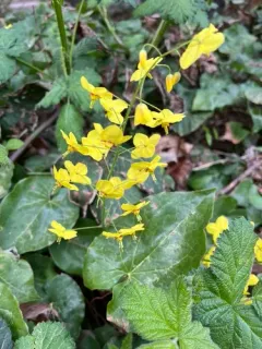Caucasian Barrenwort thumbnail 3