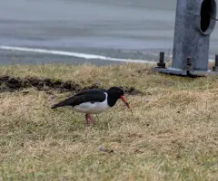 Eurasian Oystercatcher thumbnail 4