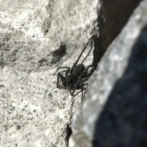 Stone Spider