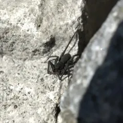 Stone Spider thumbnail 1