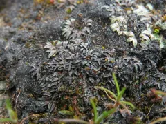 Black Crystalwort thumbnail 2