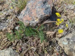 Umtanum Desertparsley thumbnail 3