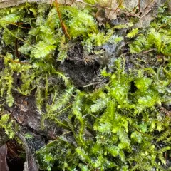 Toothed Plagiothecium Moss thumbnail 3