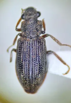Hydrochus squamifer thumbnail 2