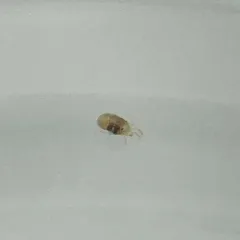 Twospotted Spider Mite thumbnail 4