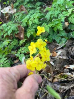 Caucasian Barrenwort thumbnail 4