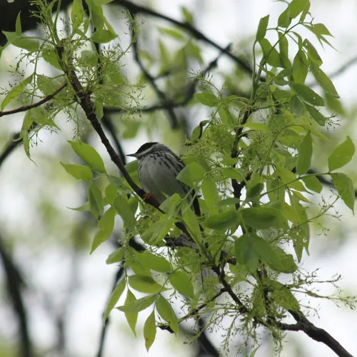 Blackpoll Warbler