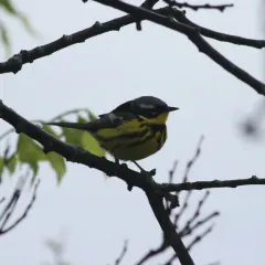 Magnolia Warbler thumbnail 4