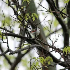 Chestnut-sided Warbler thumbnail 1