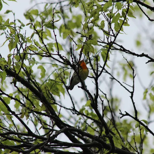 Blackburnian Warbler