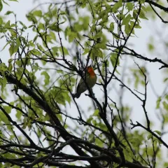 Blackburnian Warbler thumbnail 1