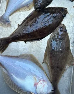 Pacific Sanddab thumbnail 3