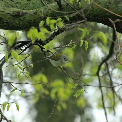 Tennessee Warbler