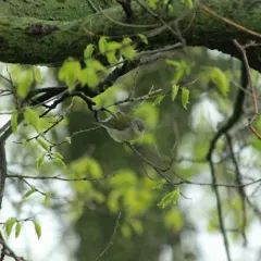 Tennessee Warbler thumbnail 1
