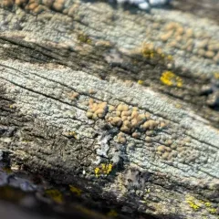 Fused Rim Lichen thumbnail 2