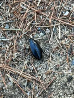 Colymbetes longulus thumbnail 3
