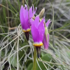Bonneville Shooting Star thumbnail 3