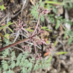 canby's lomatium thumbnail 4