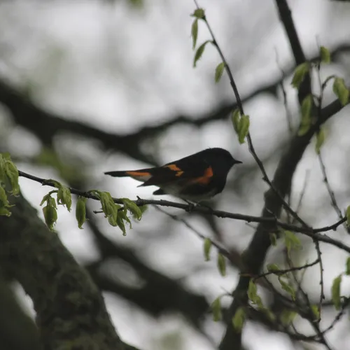 American Redstart