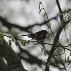 American Redstart thumbnail 1