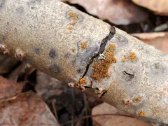Flaming Firedot Lichen thumbnail 4